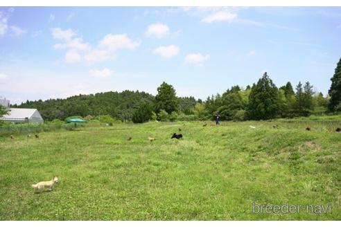 成約済の東京都のミニチュアダックスフンド(ロングヘアード)-228027の2枚目